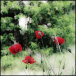 Plantes et Nature