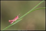 Cherche Objectif pour 300d-_mg_5599.jpg