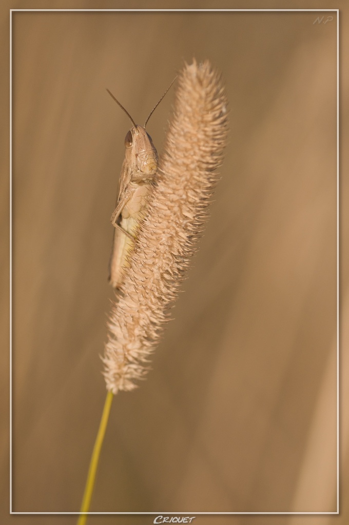Cherche Objectif pour 300d-_mg_5260.jpg