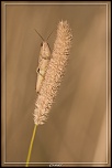 Cherche Objectif pour 300d-_mg_5260.jpg