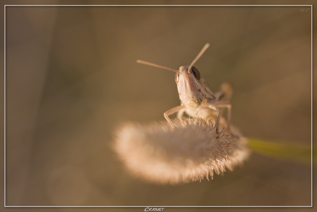 Cherche Objectif pour 300d-_mg_5268.jpg