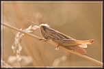 Cherche Objectif pour 300d-_mg_5254.jpg