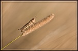 Cherche Objectif pour 300d-_mg_5262.jpg
