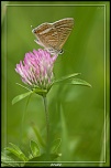 Cherche Objectif pour 300d-_mg_5762.jpg