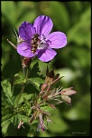 syrphe 0100