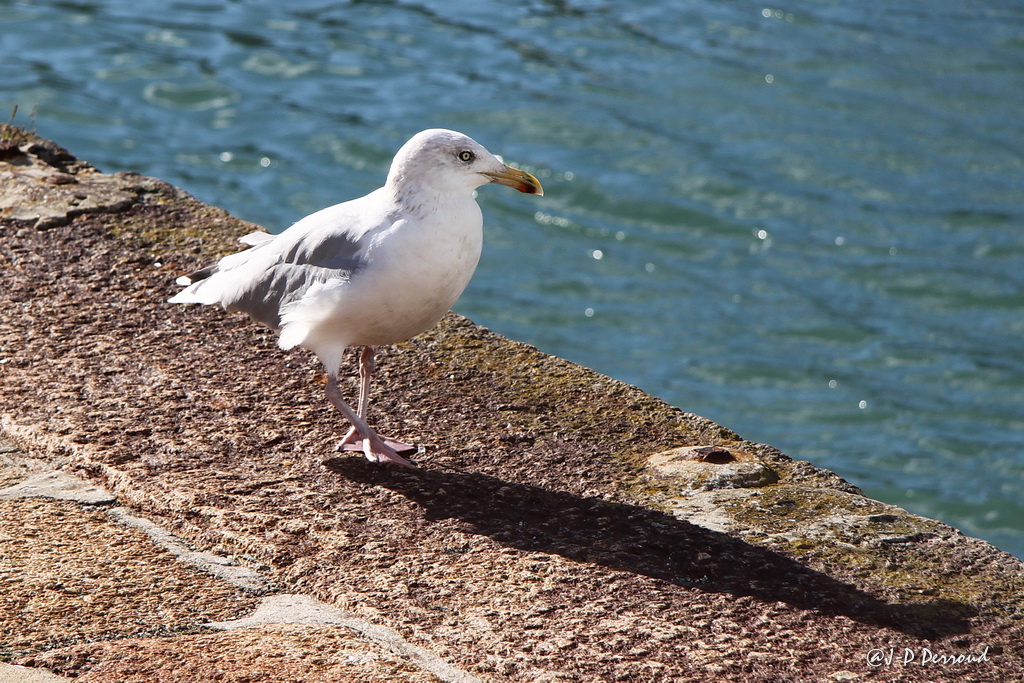 Choix de sacs-goeland-0020.jpg