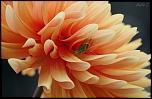 FLASH ESCLAVE-img_6606.jpg