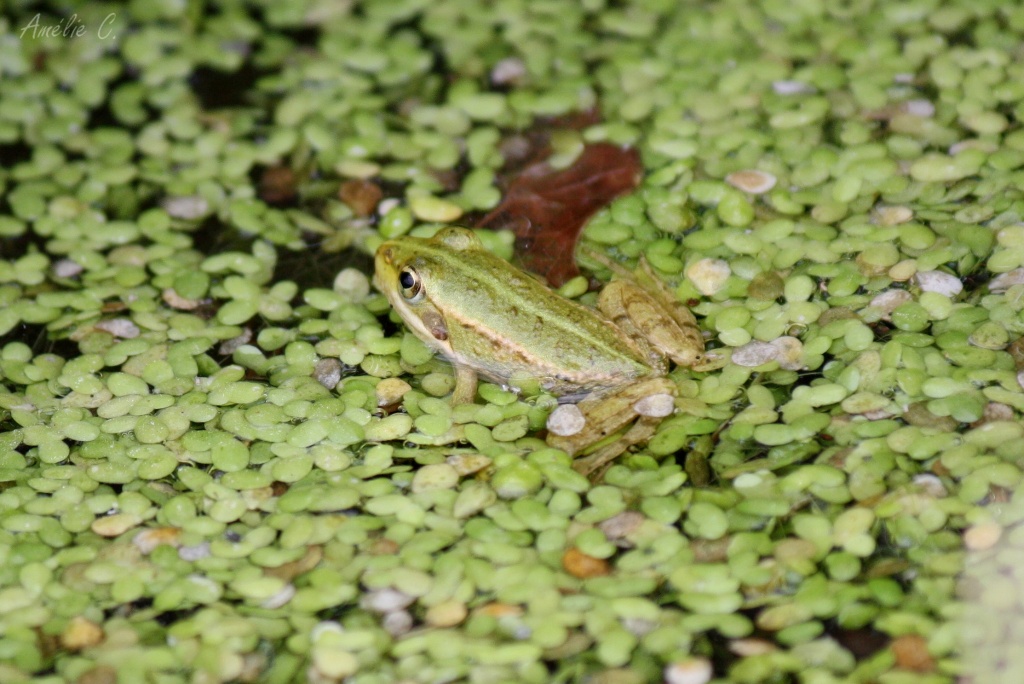 FLASH ESCLAVE-img_6244.jpg