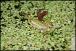 FLASH ESCLAVE-img_6244.jpg