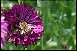 -img_6742_dxo.jpg