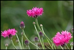-img_6701_dxo.jpg