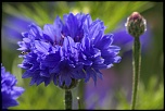 -img_6653_dxo.jpg