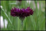 -img_6715_dxo.jpg