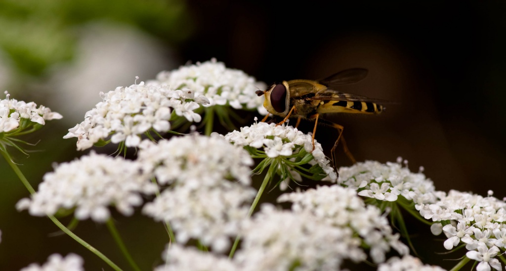 -crw_4374.jpg
