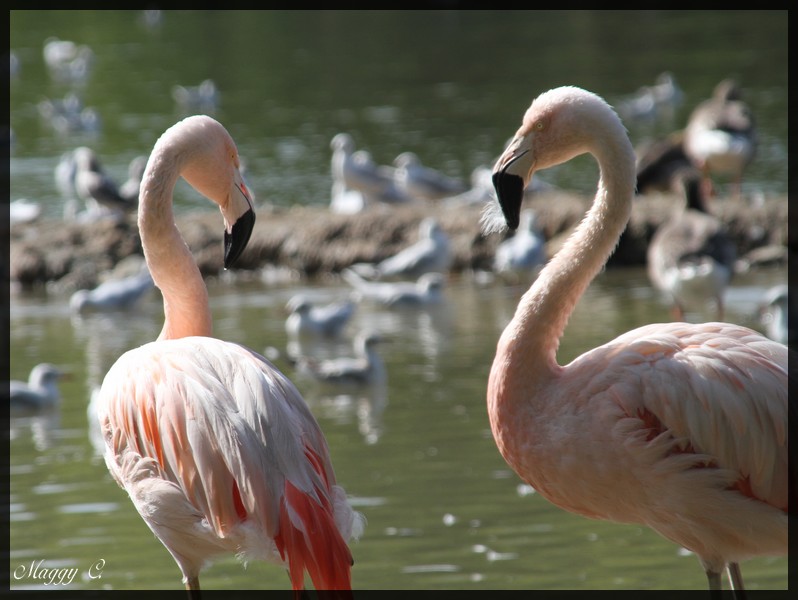 -les-flaments-roses-en-grande-conversation.jpg