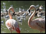 -les-flaments-roses-en-grande-conversation.jpg