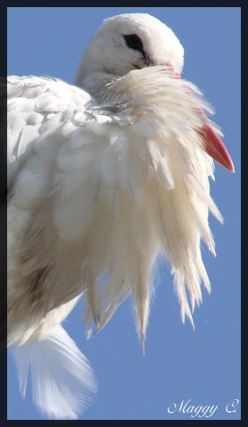 -le-rire-moqueur-de-la-cigogne.jpg