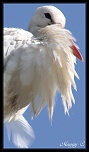-le-rire-moqueur-de-la-cigogne.jpg