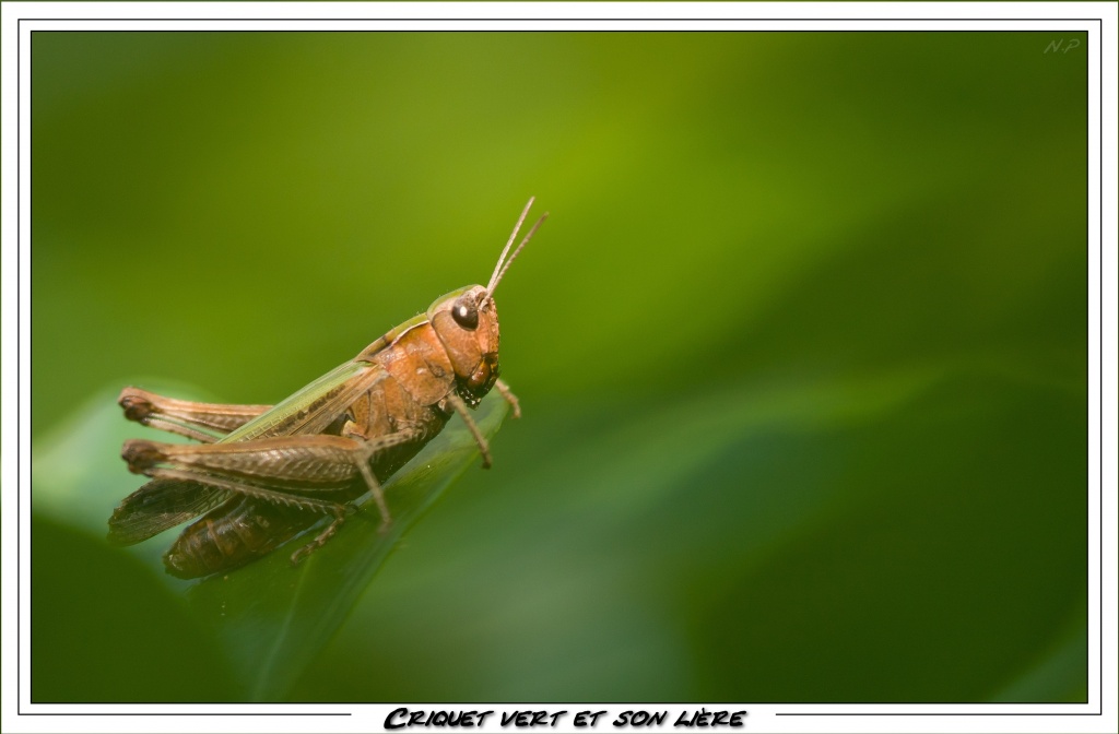 Cherche Objectif pour 300d-_mg_6410.jpg
