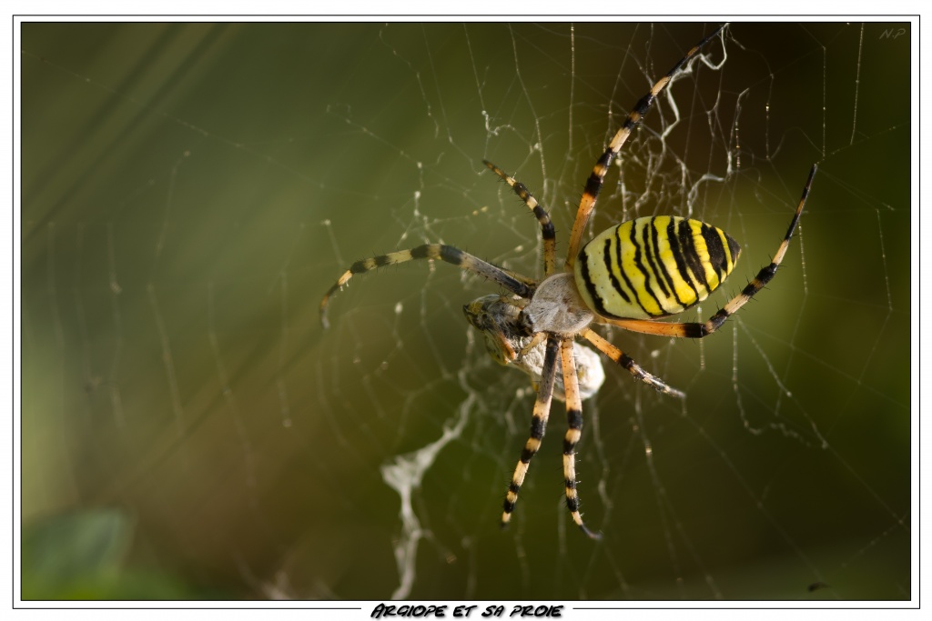 Cherche Objectif pour 300d-_mg_6443.jpg
