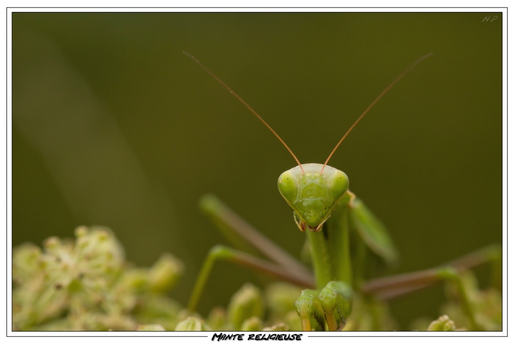 Cherche Objectif pour 300d-_mg_6932.jpg