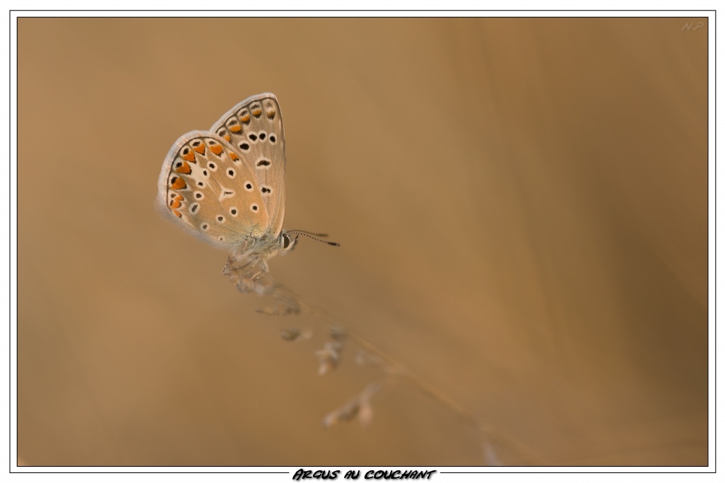 Cherche Objectif pour 300d-_mg_6640.jpg
