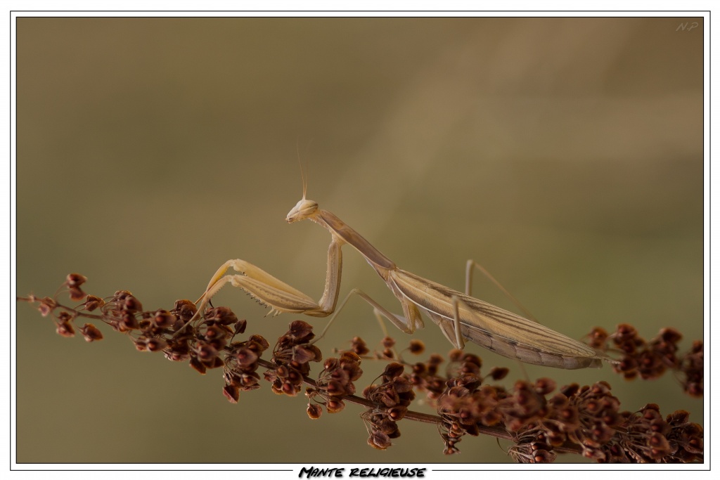 Cherche Objectif pour 300d-_mg_6794.jpg