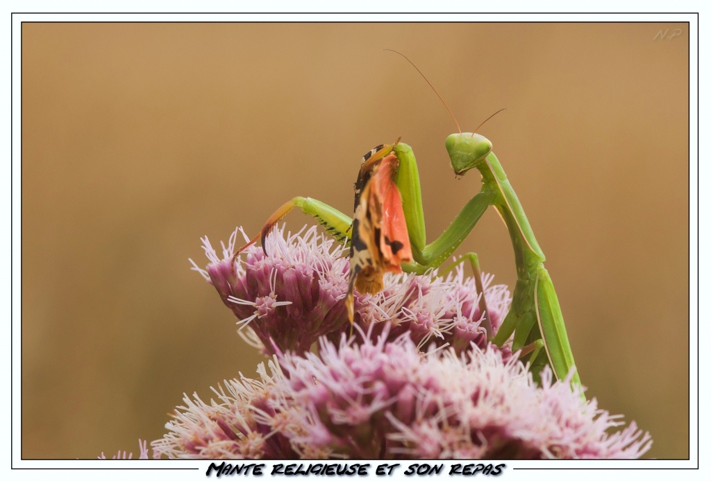 Cherche Objectif pour 300d-_mg_6869.jpg