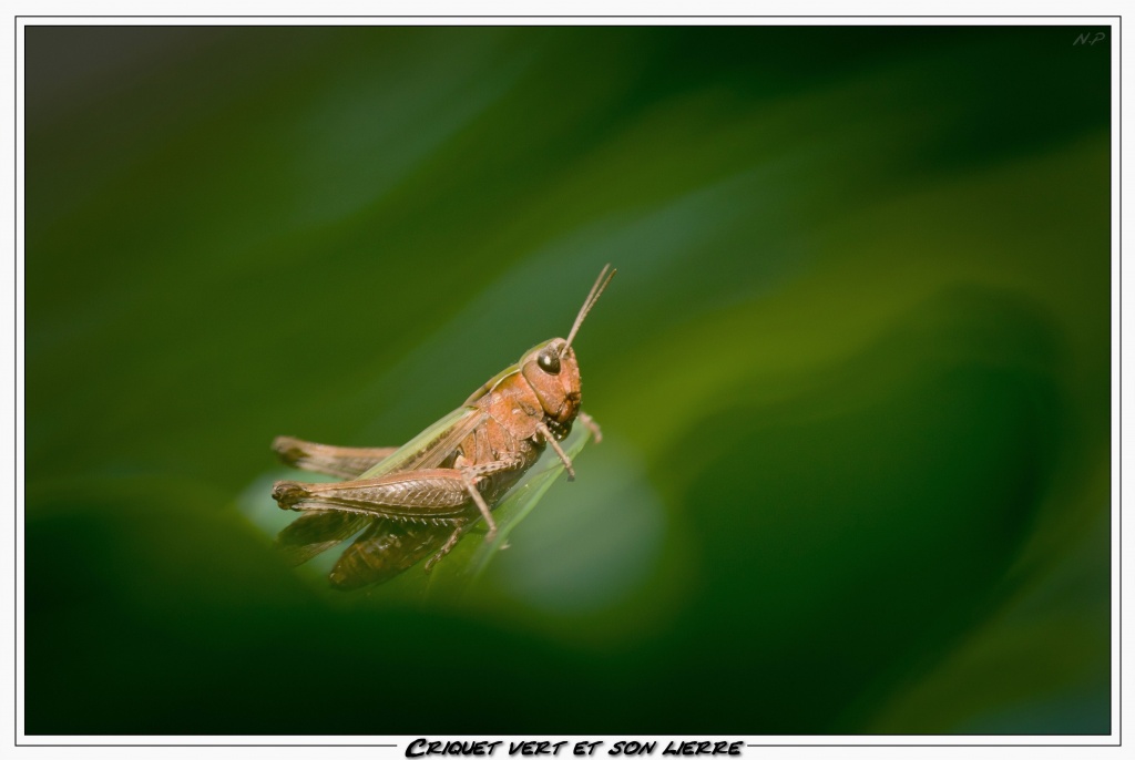 Cherche Objectif pour 300d-_mg_6406.jpg