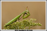Cherche Objectif pour 300d-_mg_6973.jpg