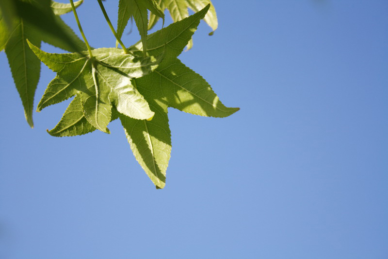 LEAF IN THE SKY2