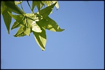 LEAF IN THE SKY2