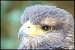 sRVB ou adobe RVB-img_2067xx.jpg