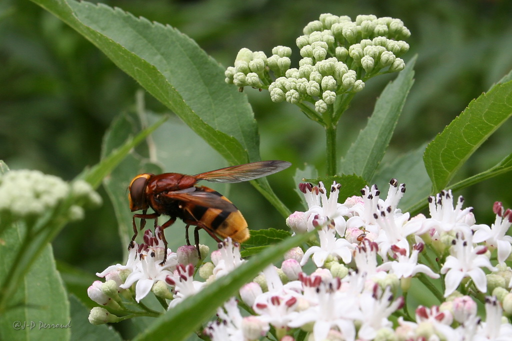 Prte pour le dpart

insectes 0010