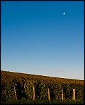 -img_8517.jpg