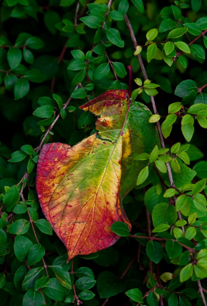 -img_9581.jpg
