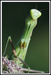 flash Metz 44AF4-C-40d13648-cs-cadre2.jpg