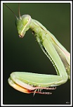 flash Metz 44AF4-C-40d13657-cs-cadre2.jpg