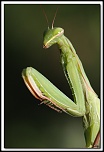flash Metz 44AF4-C-40d13662-cs-cadre2.jpg