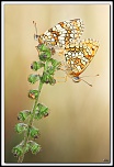 -40d13851-cs-cadre2.jpg