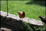 photo canon eos 450D