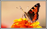 Vitesse carte memoire....-img_5940_gf_1.jpg