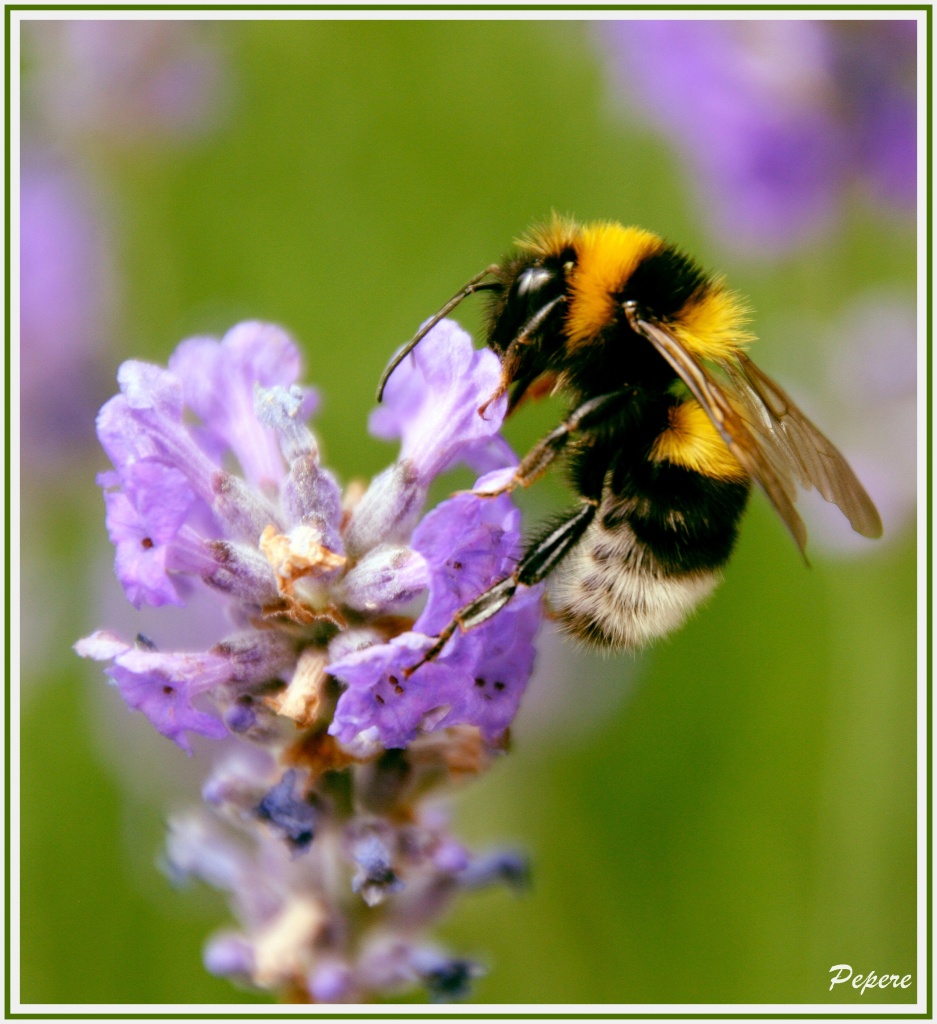 Vitesse carte memoire....-img_5850_gf.jpg