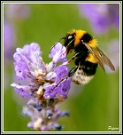 Vitesse carte memoire....-img_5850_gf.jpg