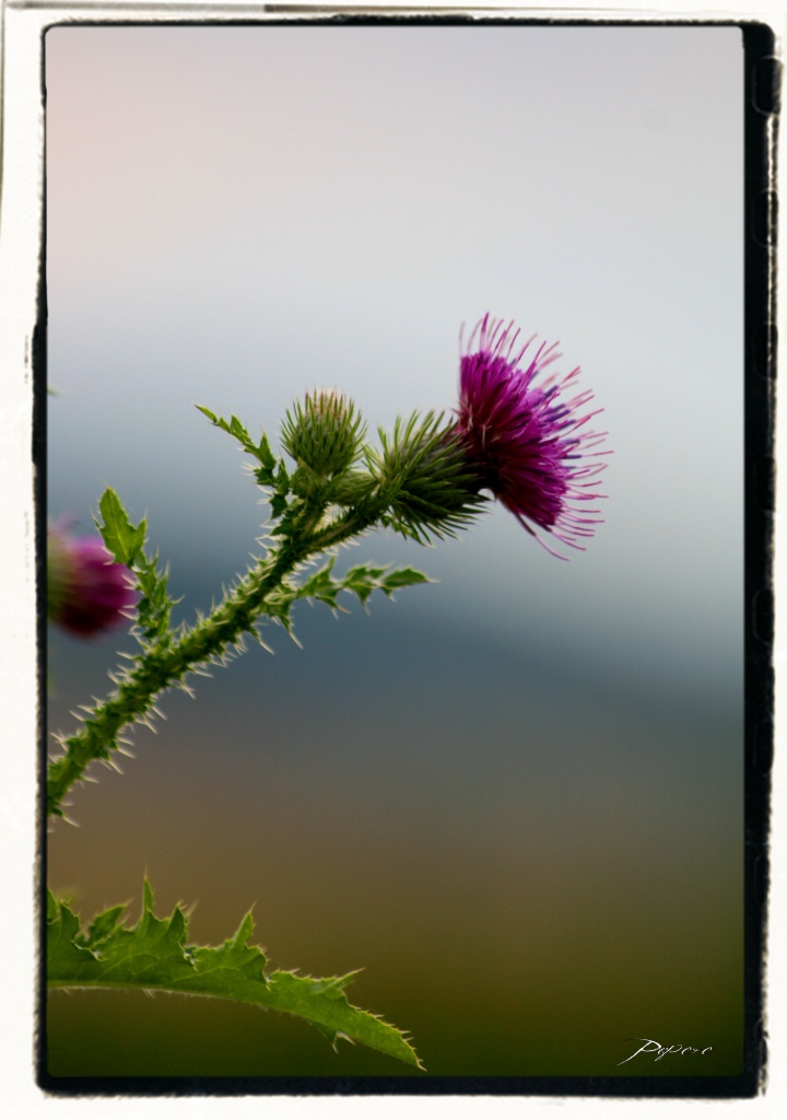 Vitesse carte memoire....-img_0315-bis.jpg