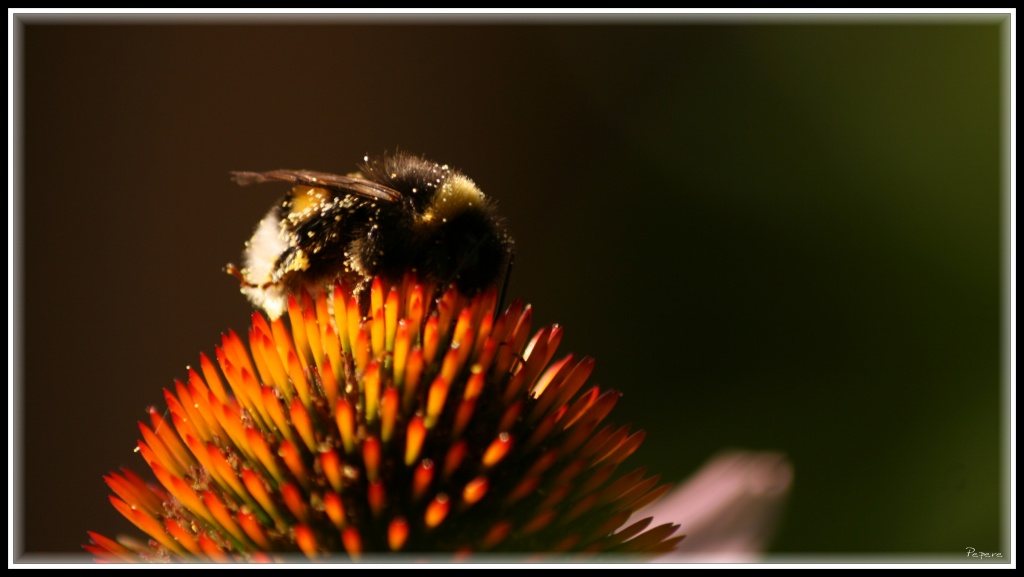 Vitesse carte memoire....-img_4230bis.jpg