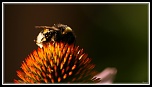 Vitesse carte memoire....-img_4230bis.jpg