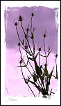 Vitesse carte memoire....-img_0310-bis.jpg