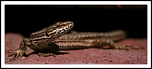 Vitesse carte memoire....-img_1546.jpg