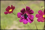-img_0682.jpg